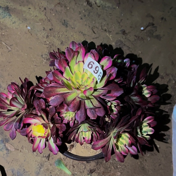 698潘帕斯多肉植物处理不售后