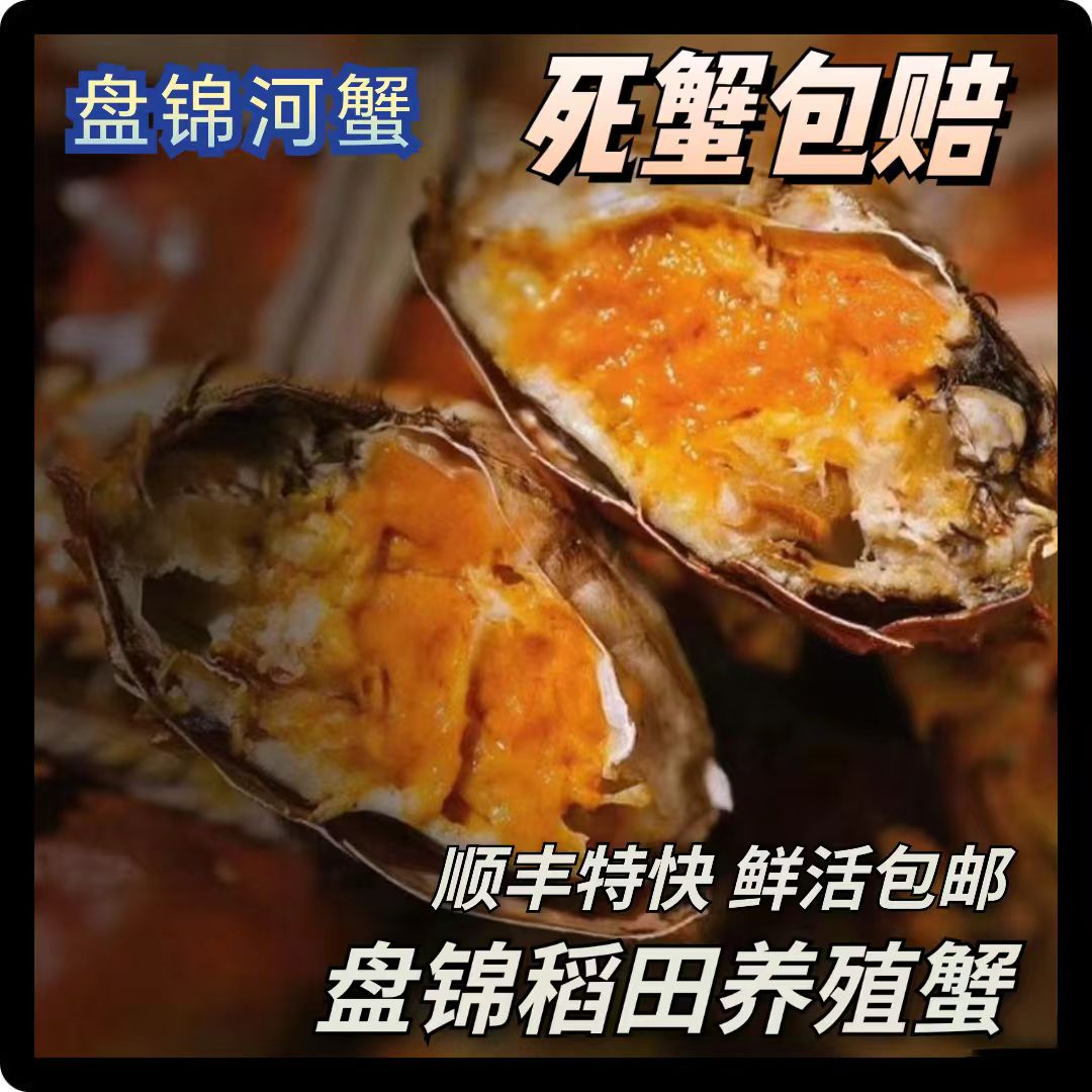 活蟹 盘锦河蟹 全母蟹 0.9—1.3两 2.5斤 顺丰包邮 鲜活到家
