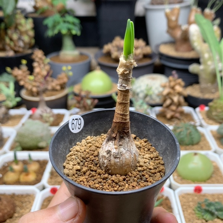 产地巨凤之卵带盆1.8cm