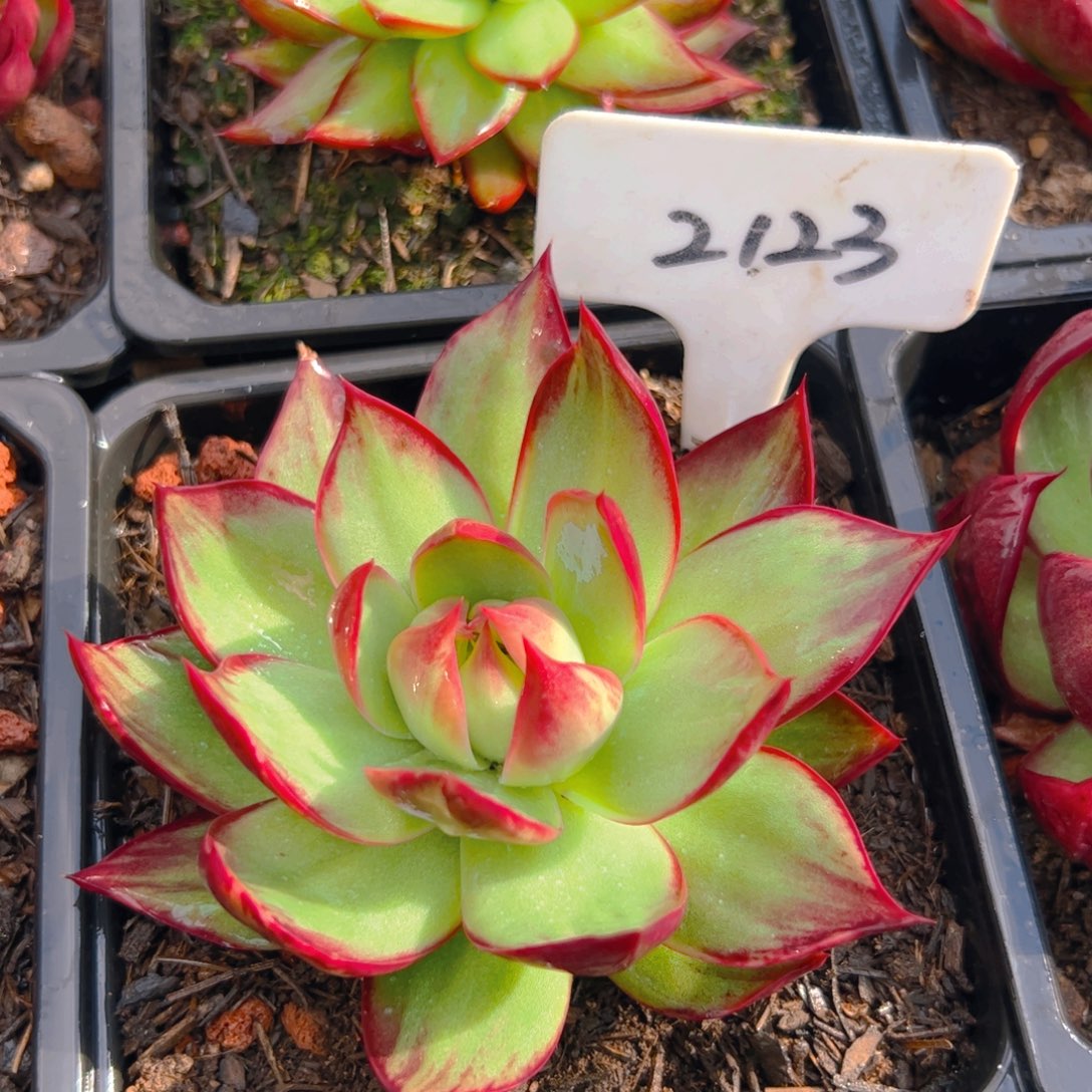 惊鸿仙子一物一拍2123号