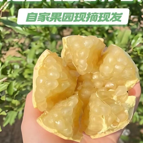怀远特产，白花玉石籽石榴 硬籽 单果均重六七两中果