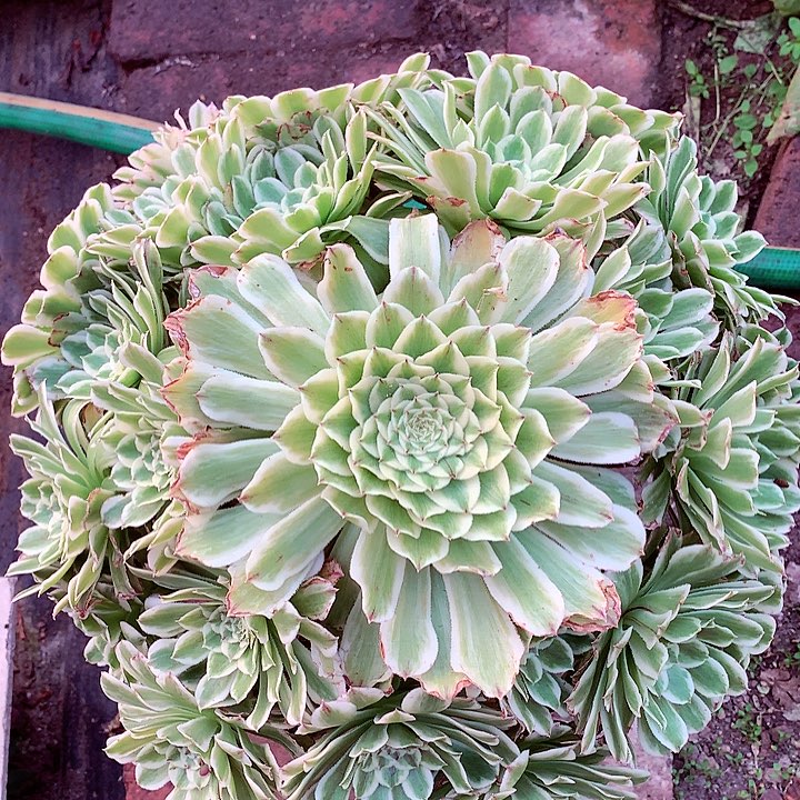 碧浪老桩啊啊啊啊AA