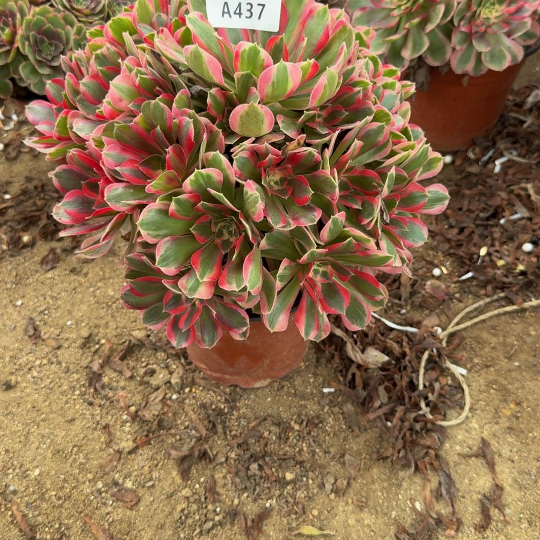 437妖月。多肉植物