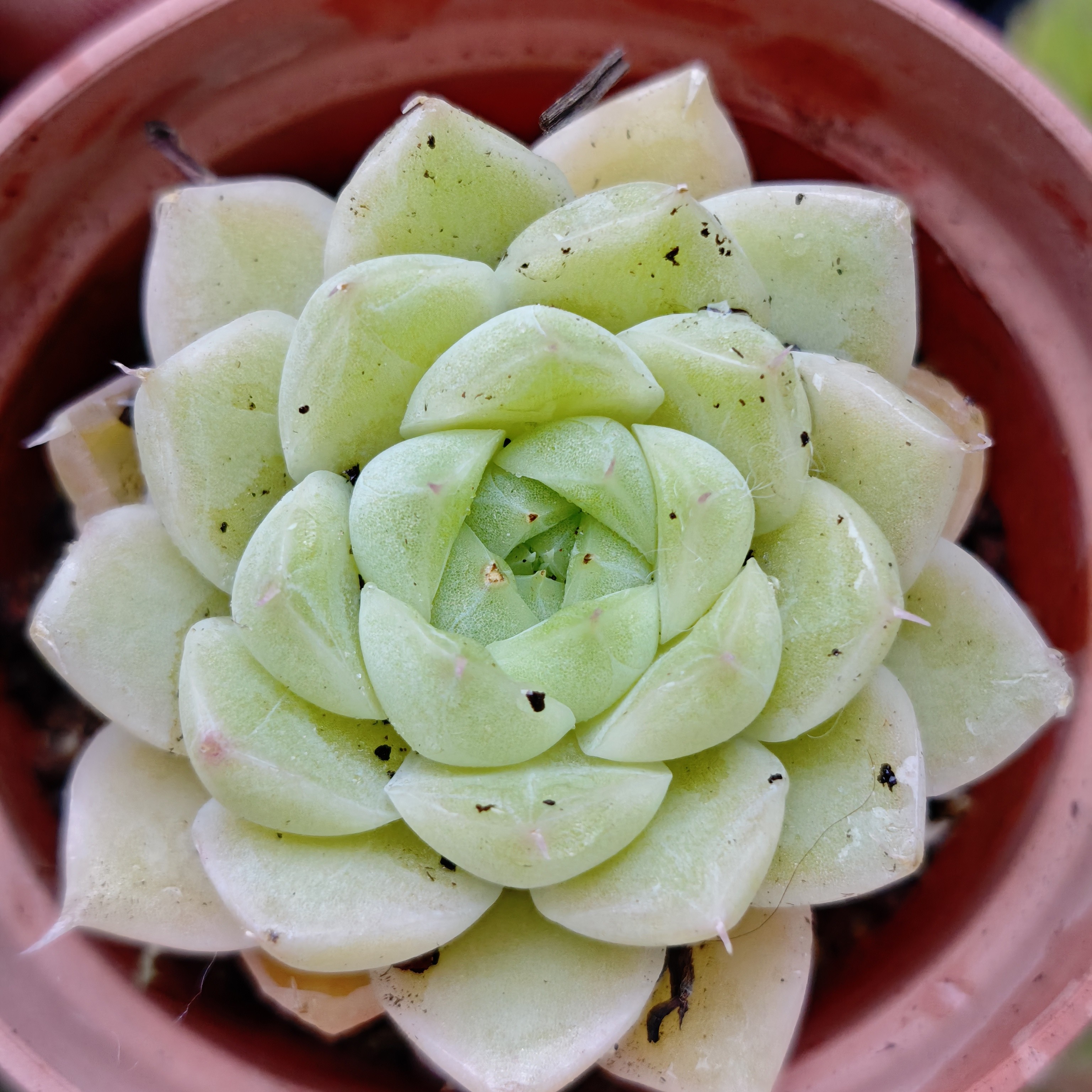 102多种款式多肉植物组合盆栽含盆带土适合室内办公养殖