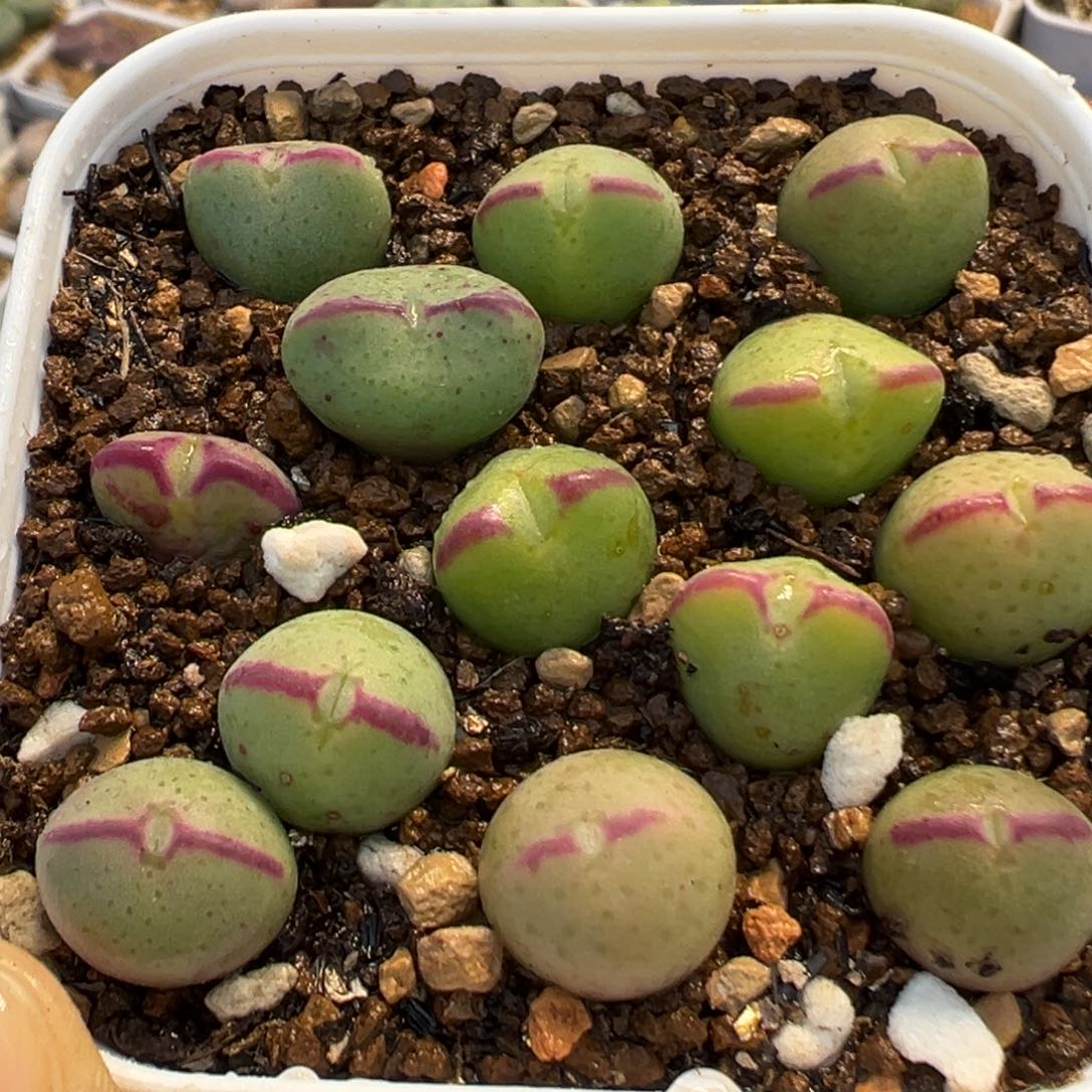 73多肉植物百科植物