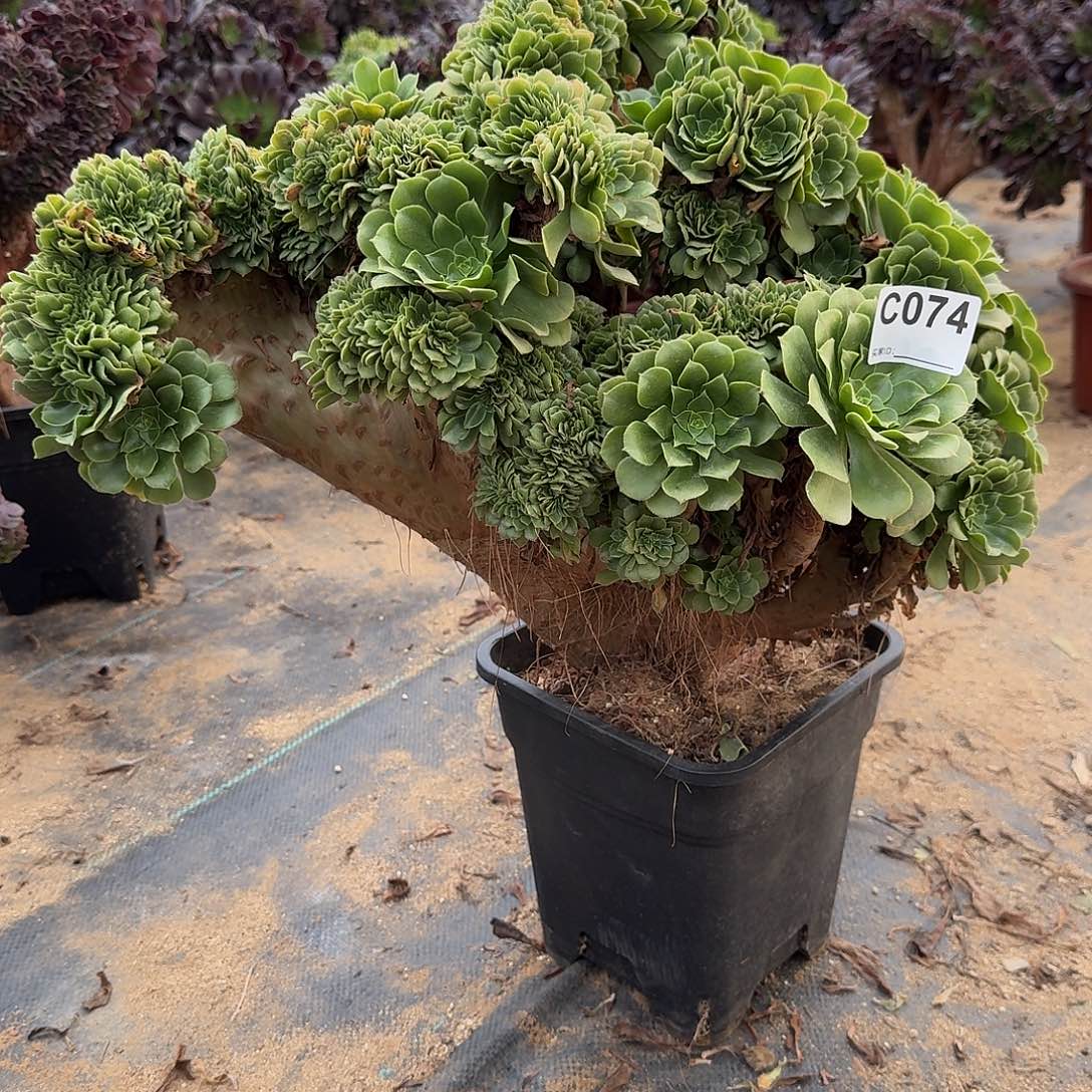 074绿缀一颗有侧修呀