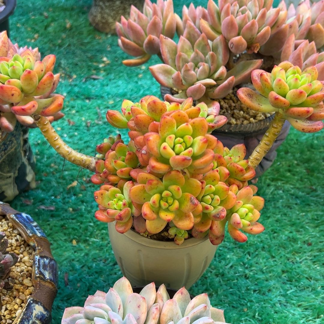 香格里拉，，，，，，，，，，