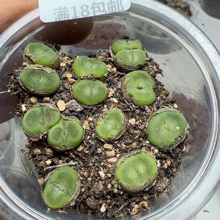 【闪购商品】 1047。      