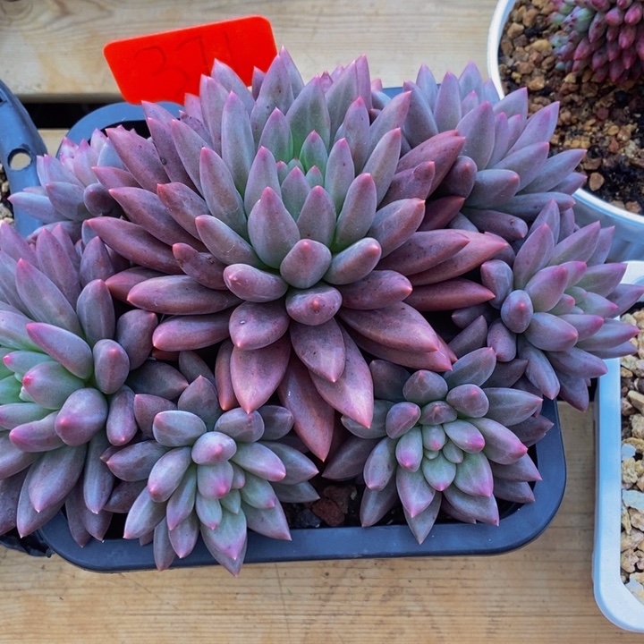 在家干的话把东西