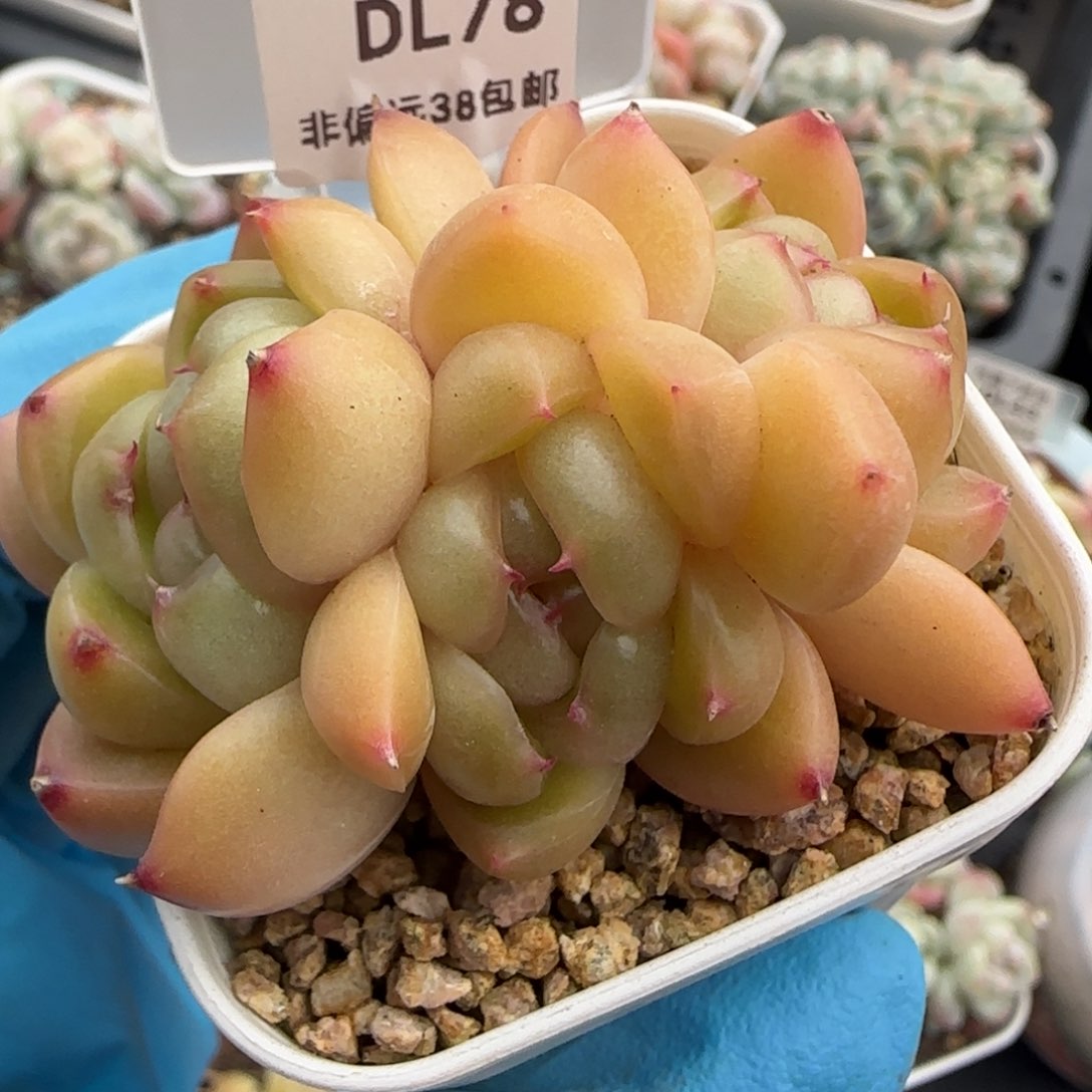 78东篱下多肉植物盆栽