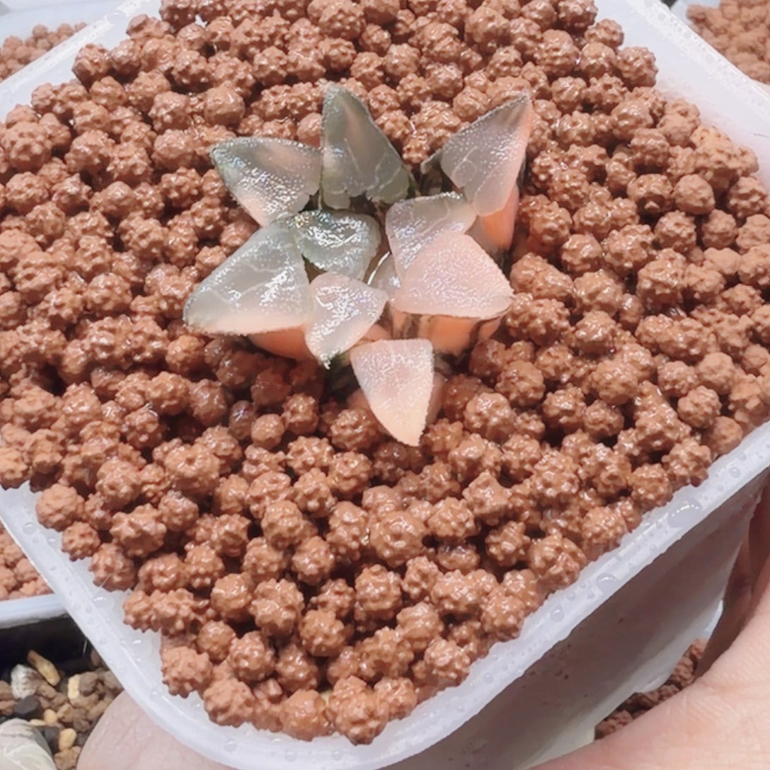 十二卷实生克锦福利