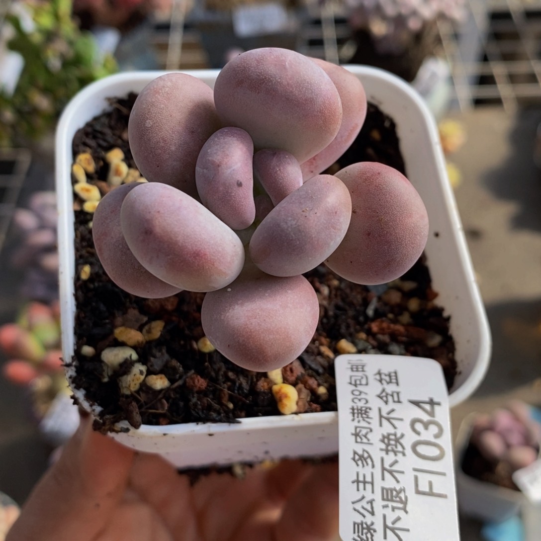 橙雪球034/4cm的肉
