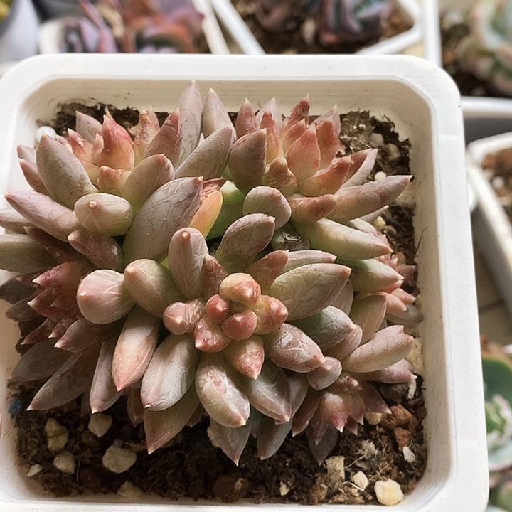 炫彩2号各五台各两元包