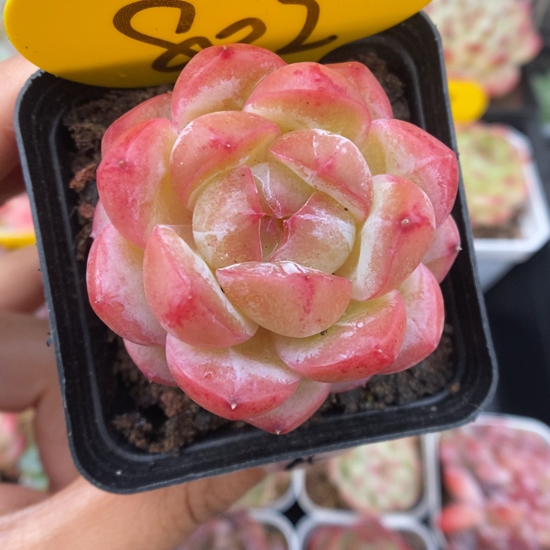 白雪珍妮可拍802号。  