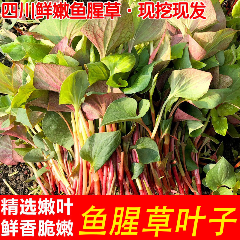 四川折耳根叶子嫩叶侧耳根节节根猪鼻孔鱼腥草现割现发