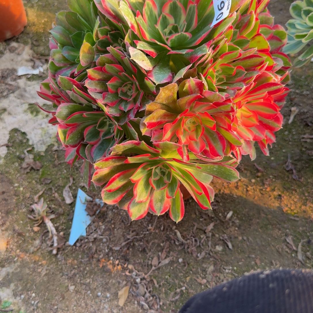 690妖月。多肉植物