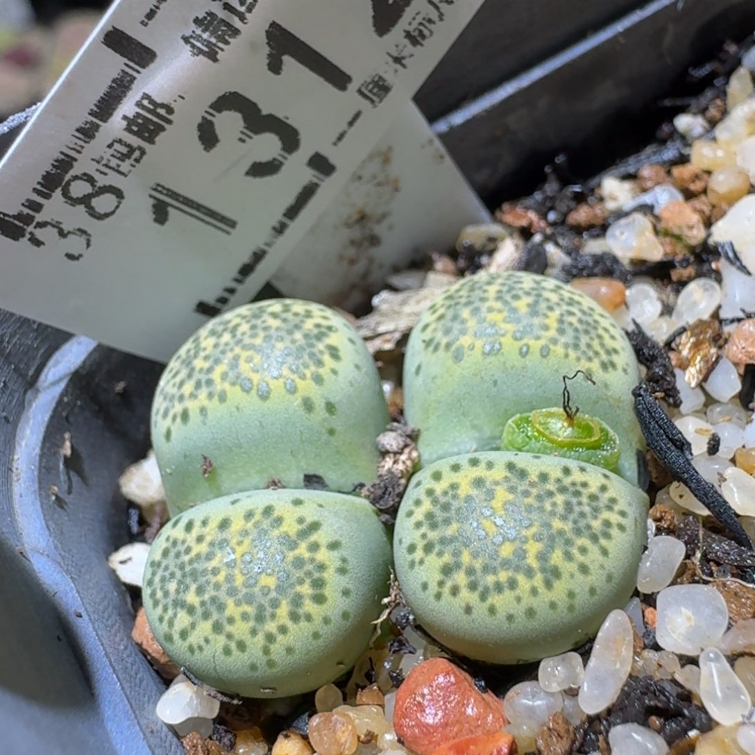 Sss清仓便宜出1312