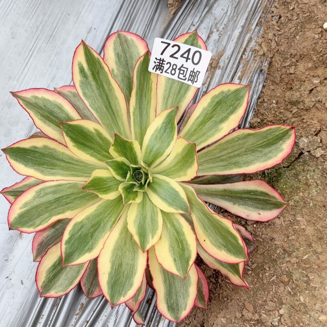 C.  7240魅影多肉