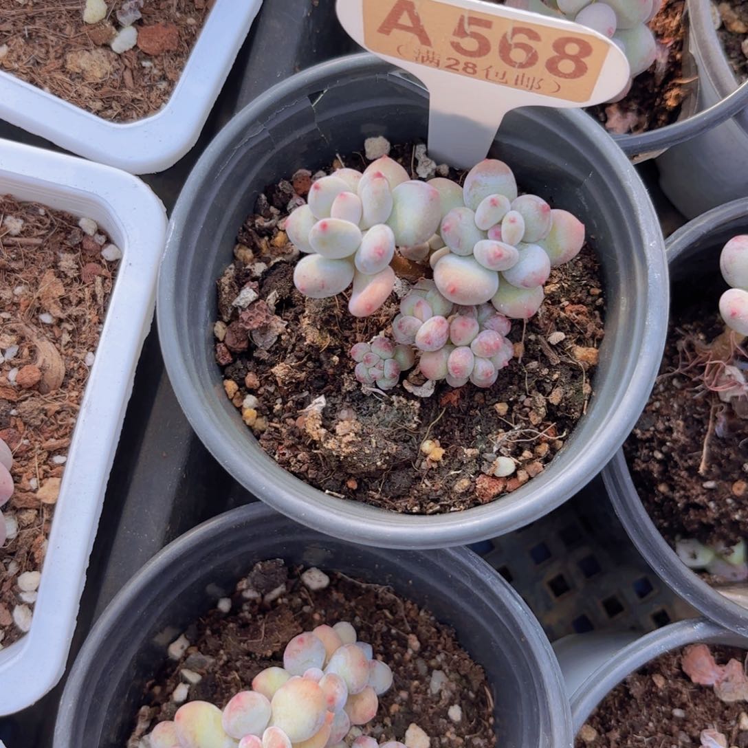 A568萤火虫奶酪一物一拍