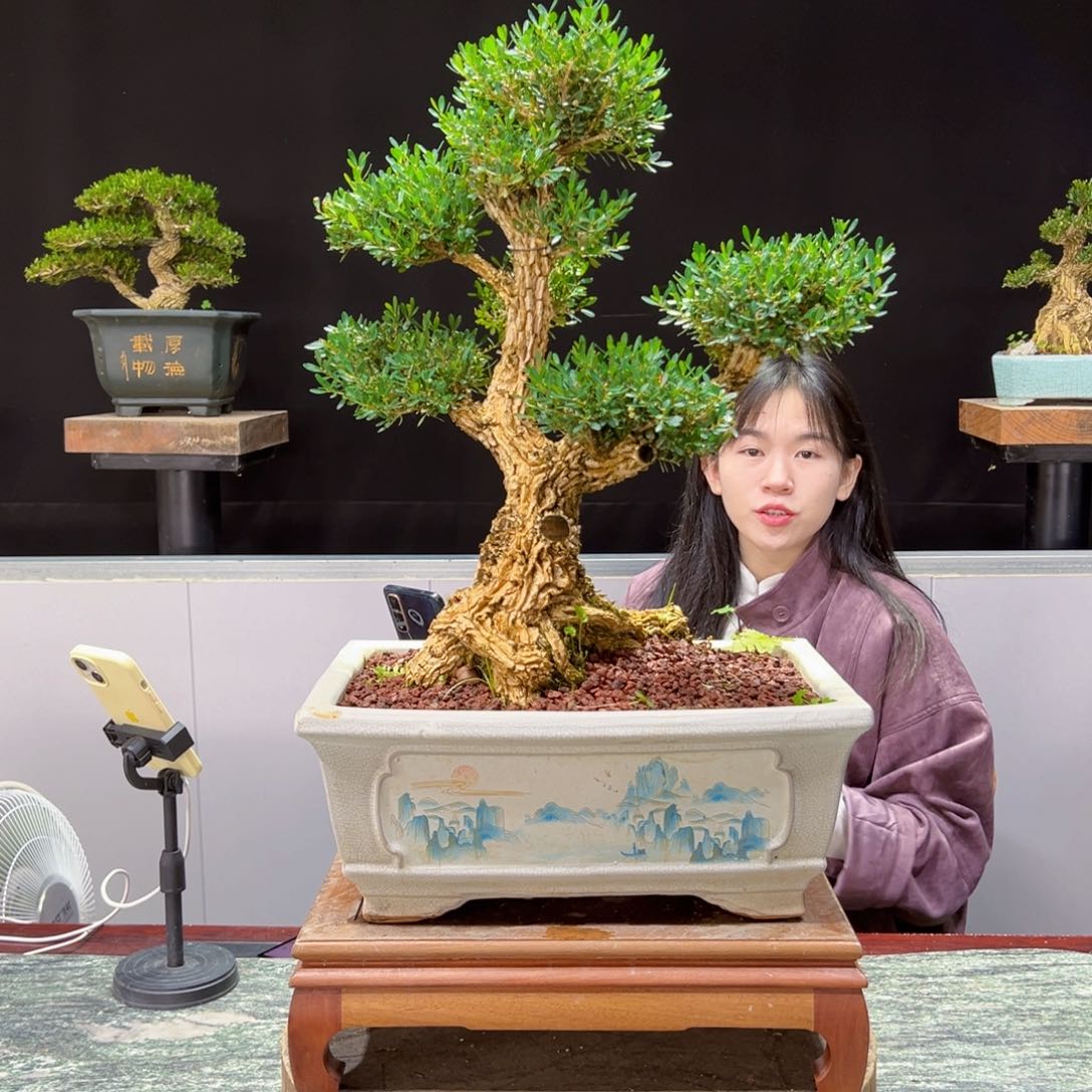 绿植黄杨盆景盆景