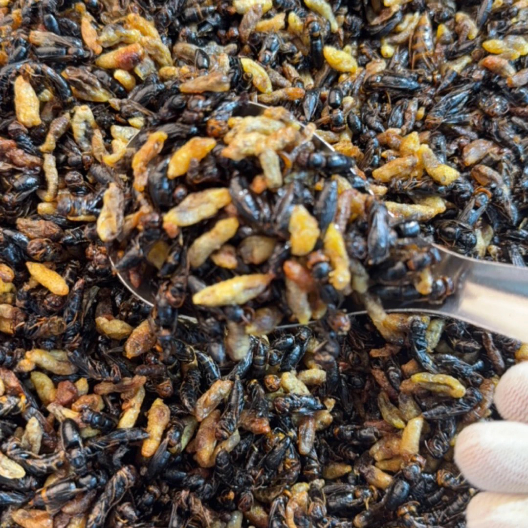 【3级4级树蜂嘎嘣脆】2025新鲜纯菜籽油炸嘎嘣脆树蜂蛹(顺丰包邮)