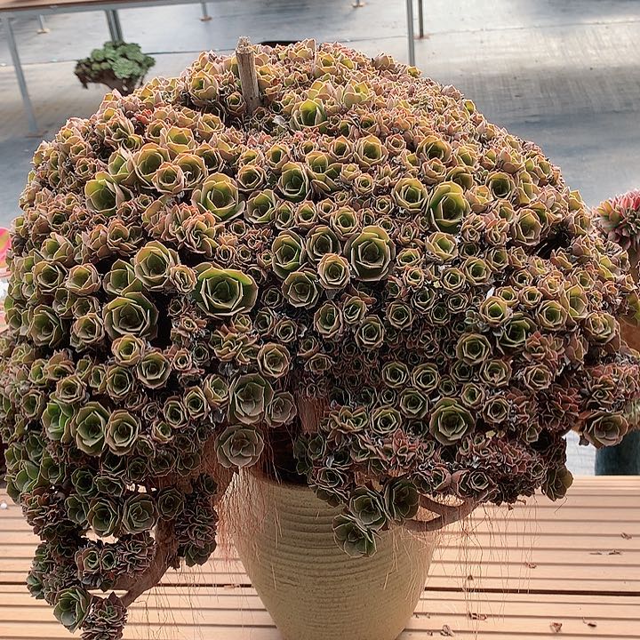 玫瑰朵朵脱土发货