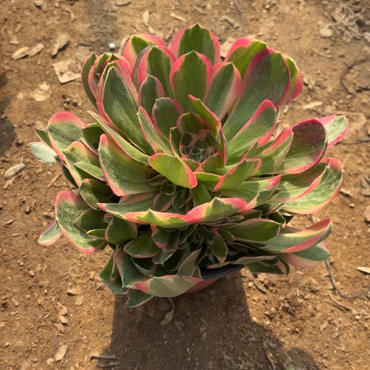 妖月多肉法师量拍