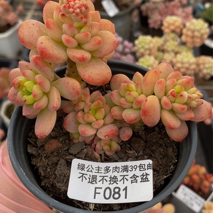 香格里拉8cm081多肉植物