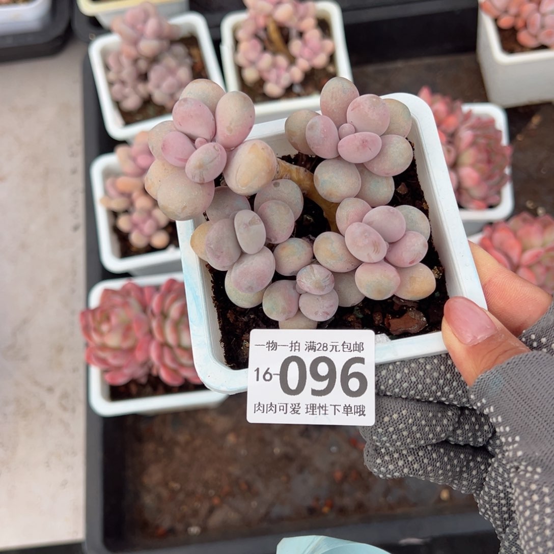 桃蛋多肉多肉多肉多肉多肉多肉