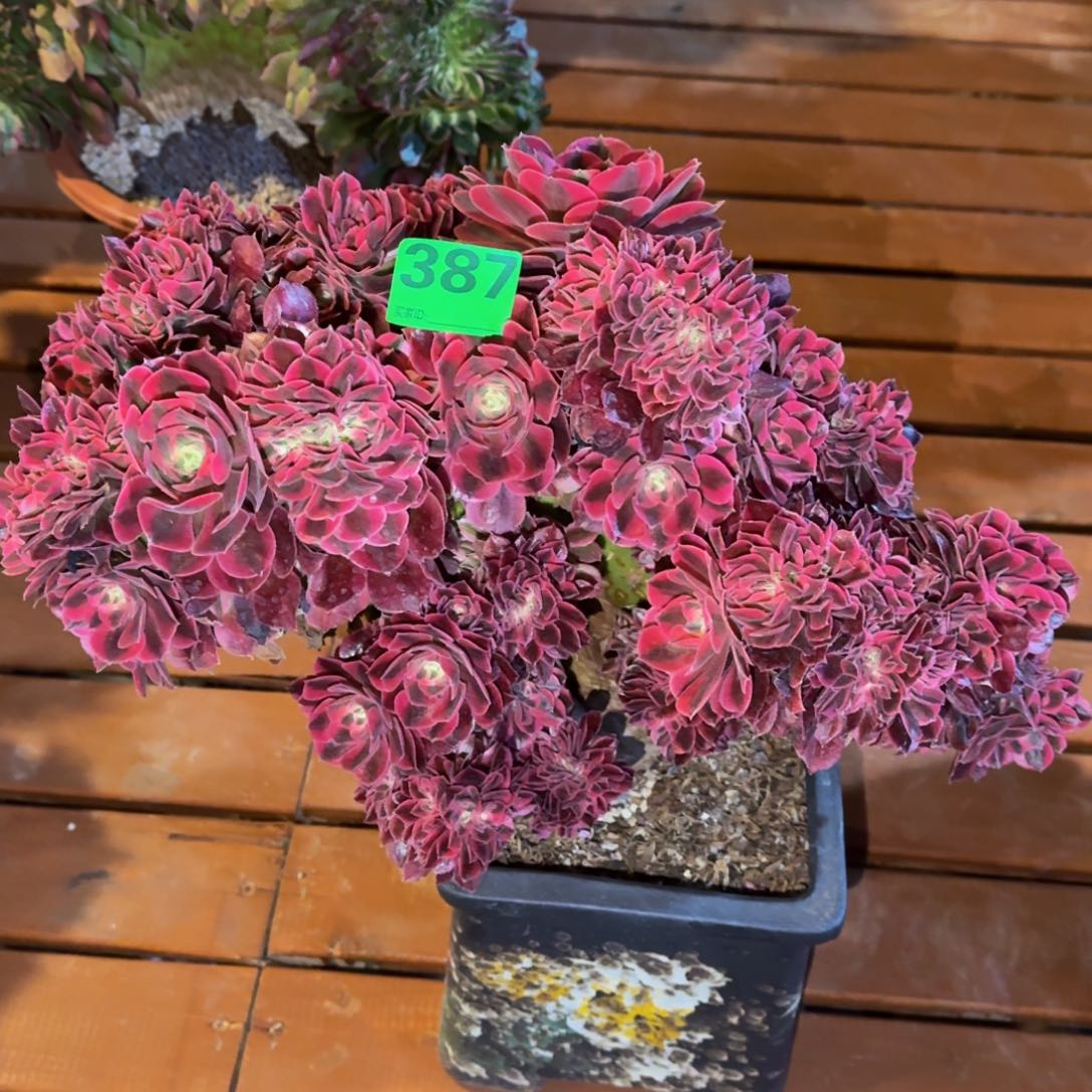 12345粉女郎缀化387