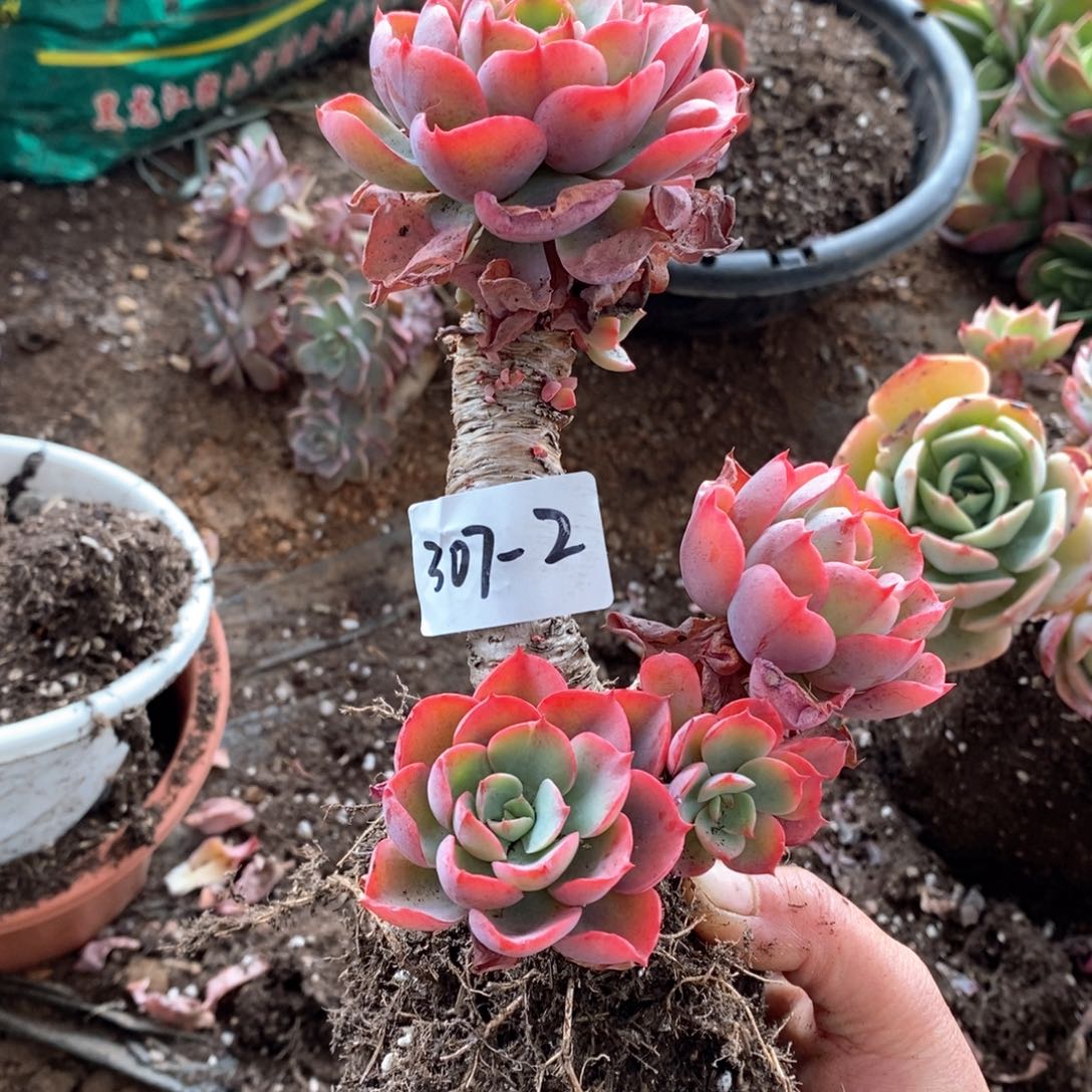 @****意多肉植物雨滴307-2