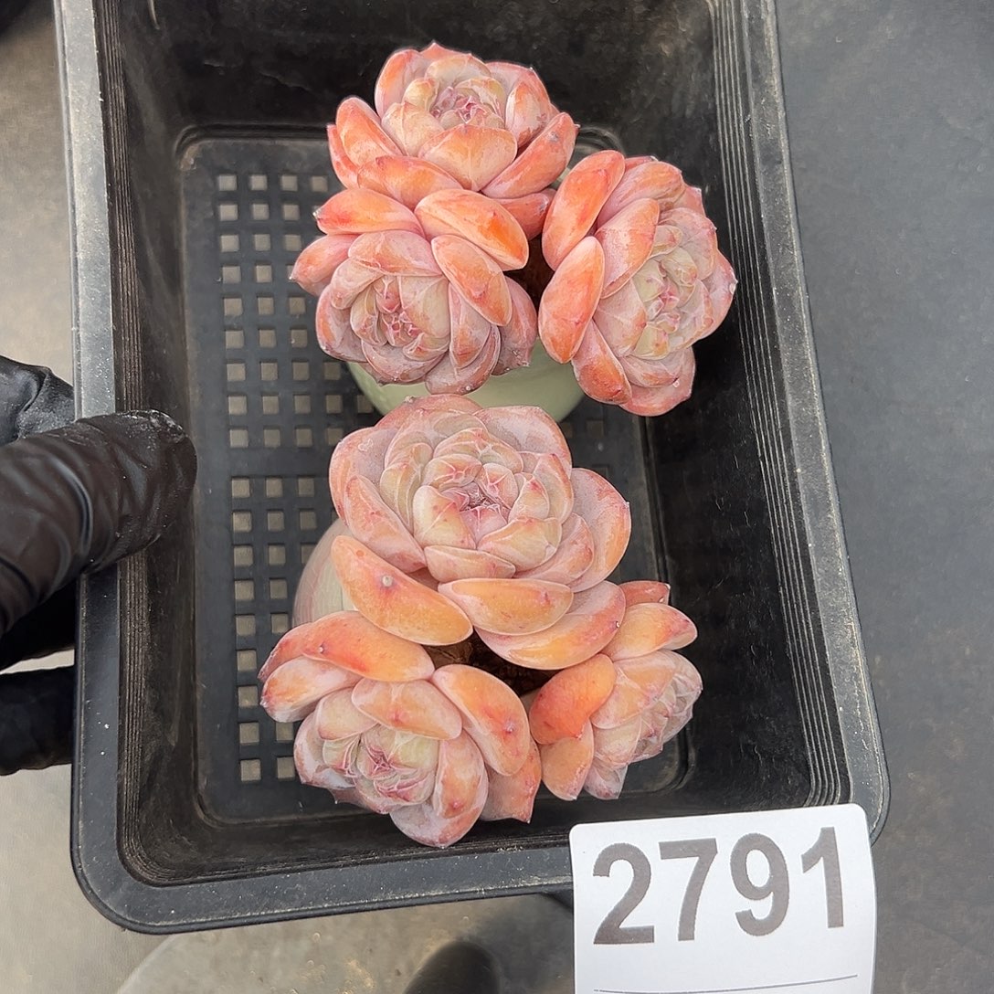 2791，俩个三头星影带盆发的时候