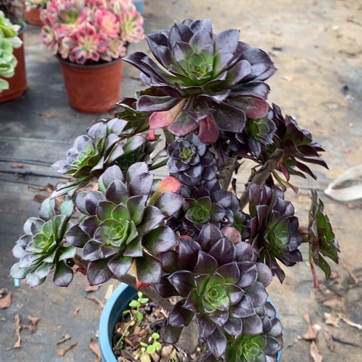 黑法多肉植物56。  