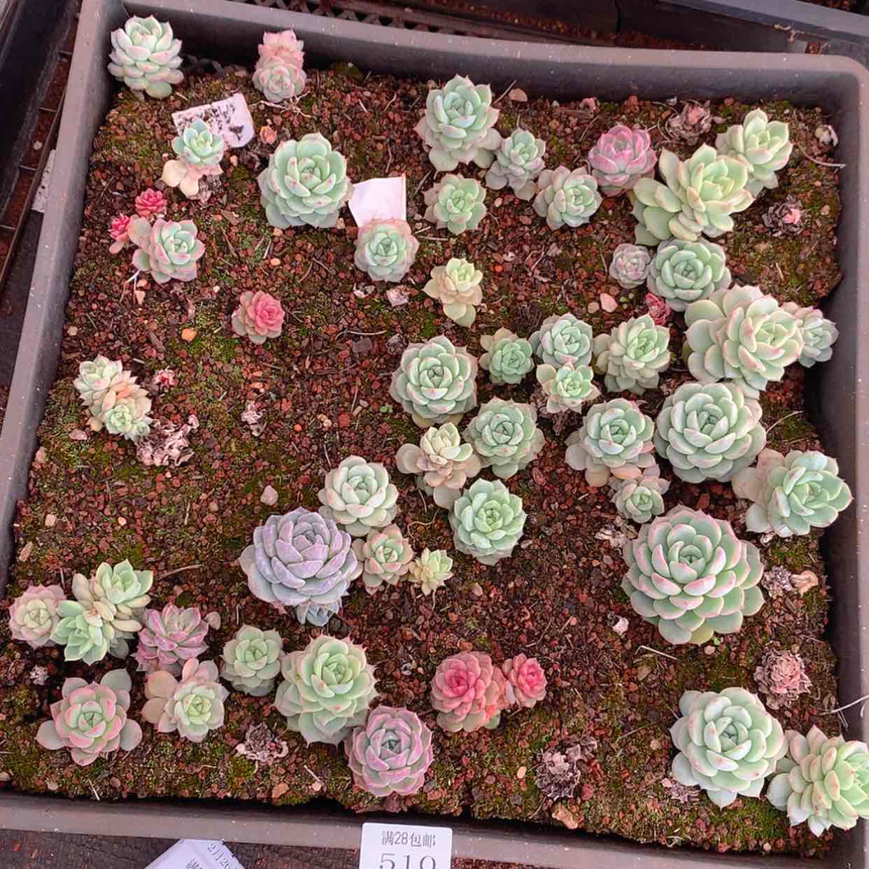 【闪购商品】云510