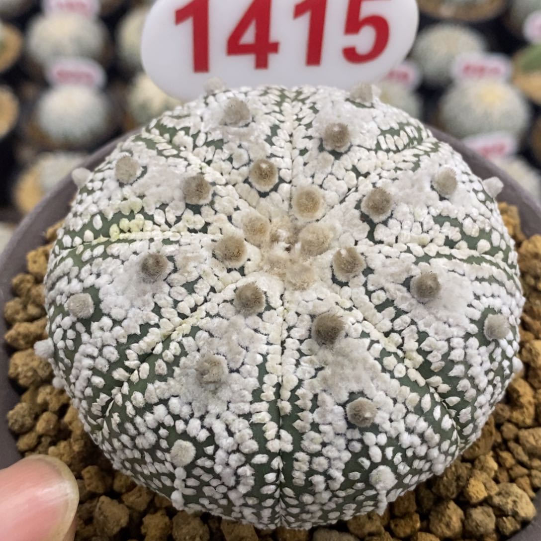 1415厚绒白北村奇迹兜