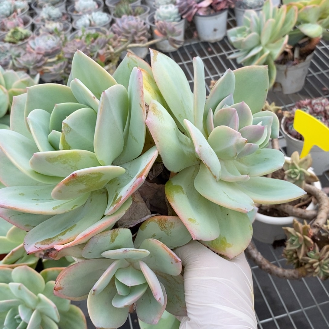 6592白凤多头一物一拍