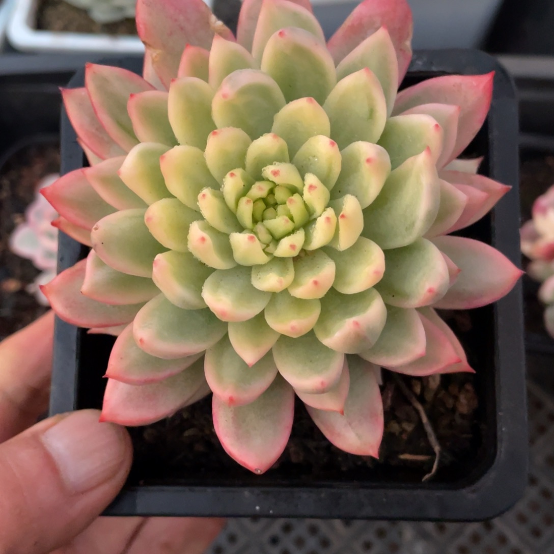 淘多肉羞涩锦一个