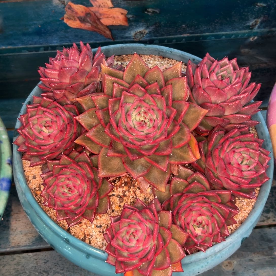 多肉一物一拍0217-666