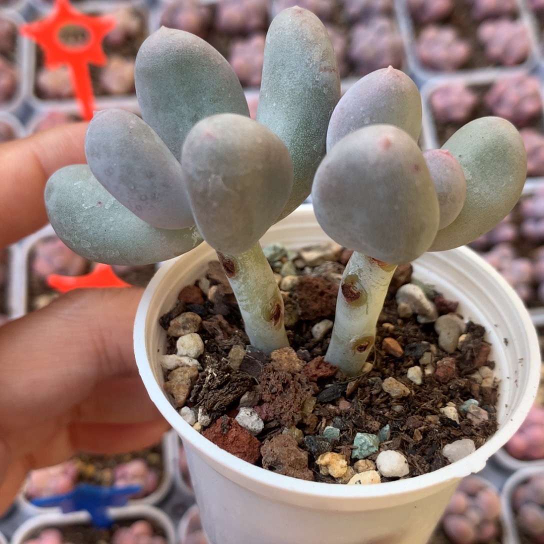 米可奶 精品韩国奶酪多肉