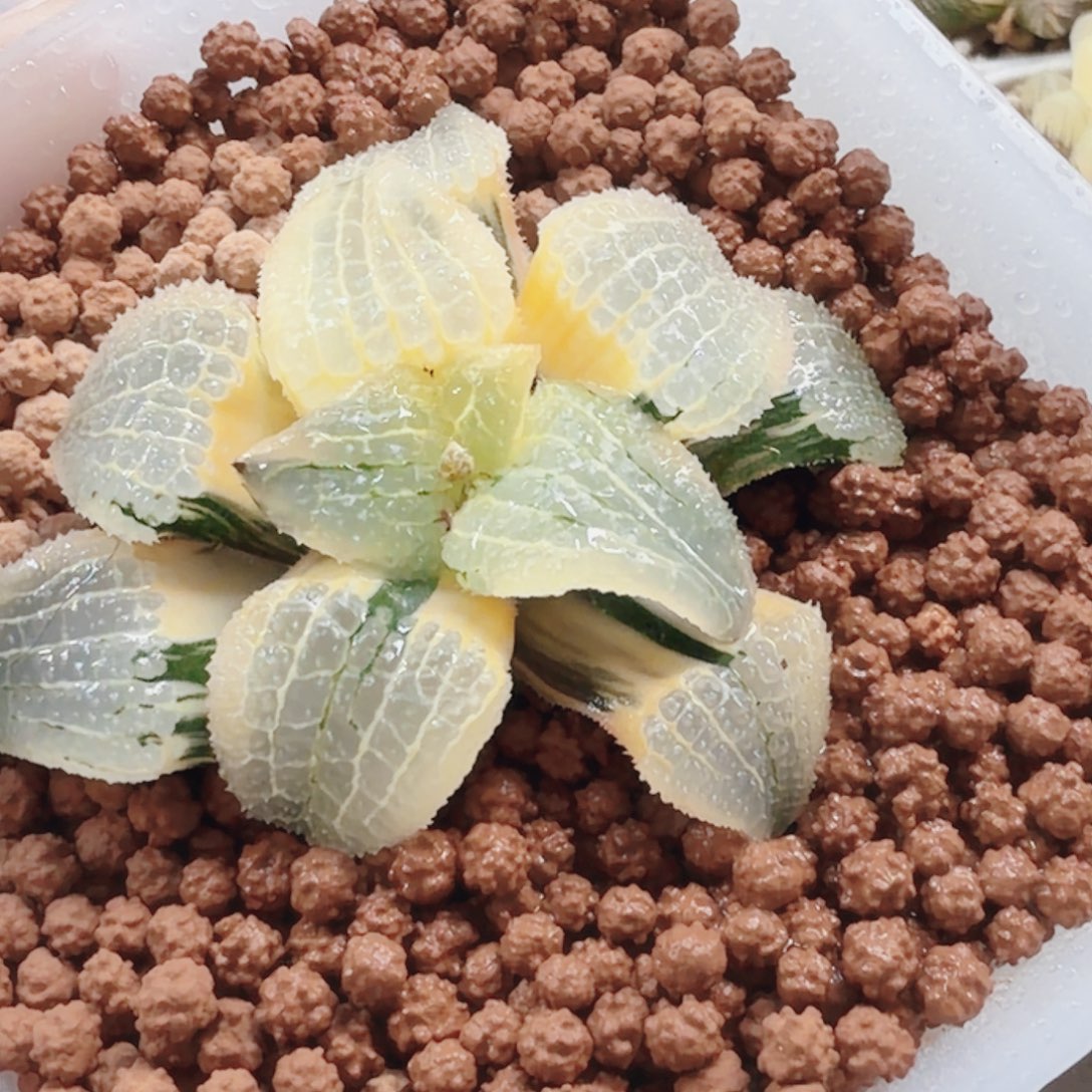 十二卷天空之镜锦福利