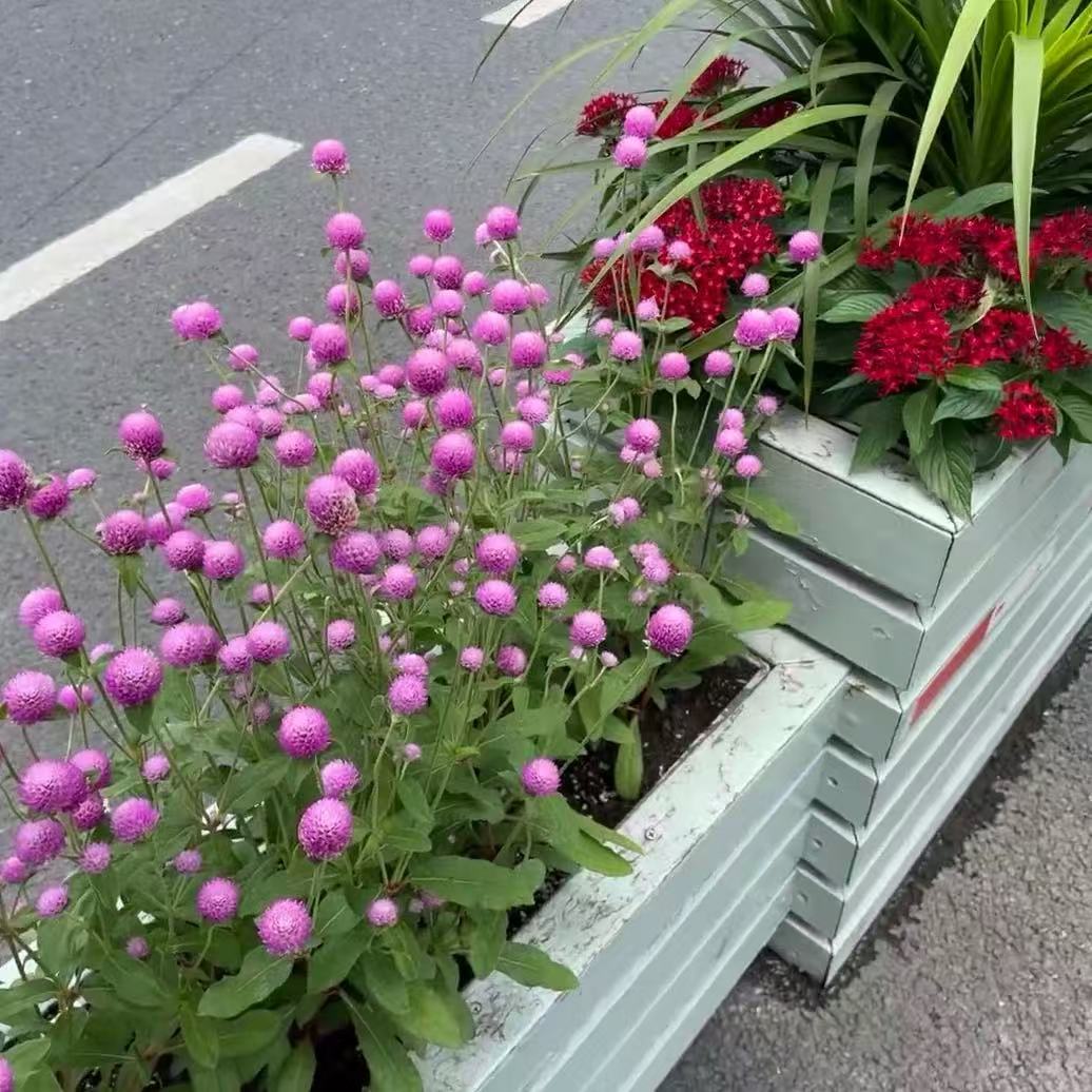 千日紫千日红百日红可以暴晒的花阳台庭院地载花镜搭配四季耐热