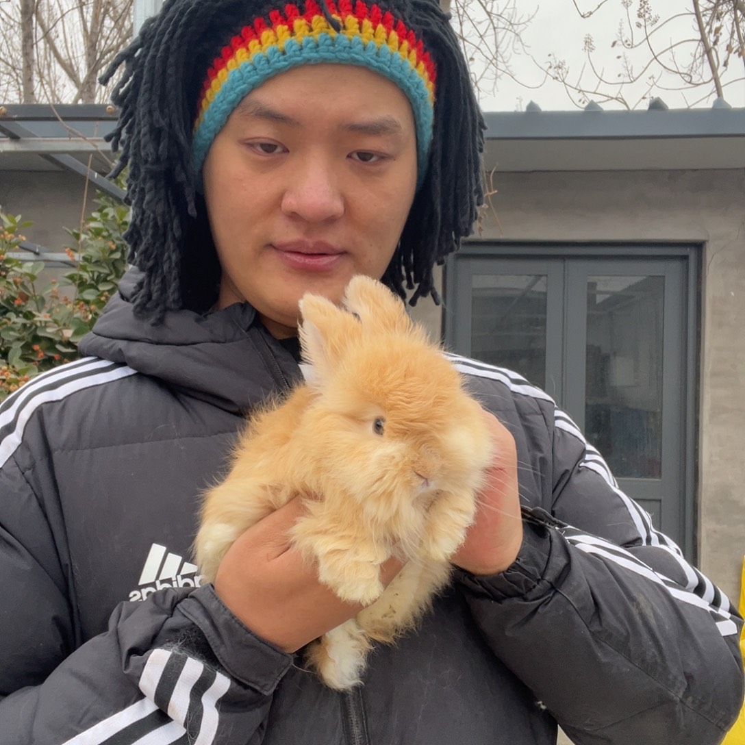 双血统英系安哥拉兔