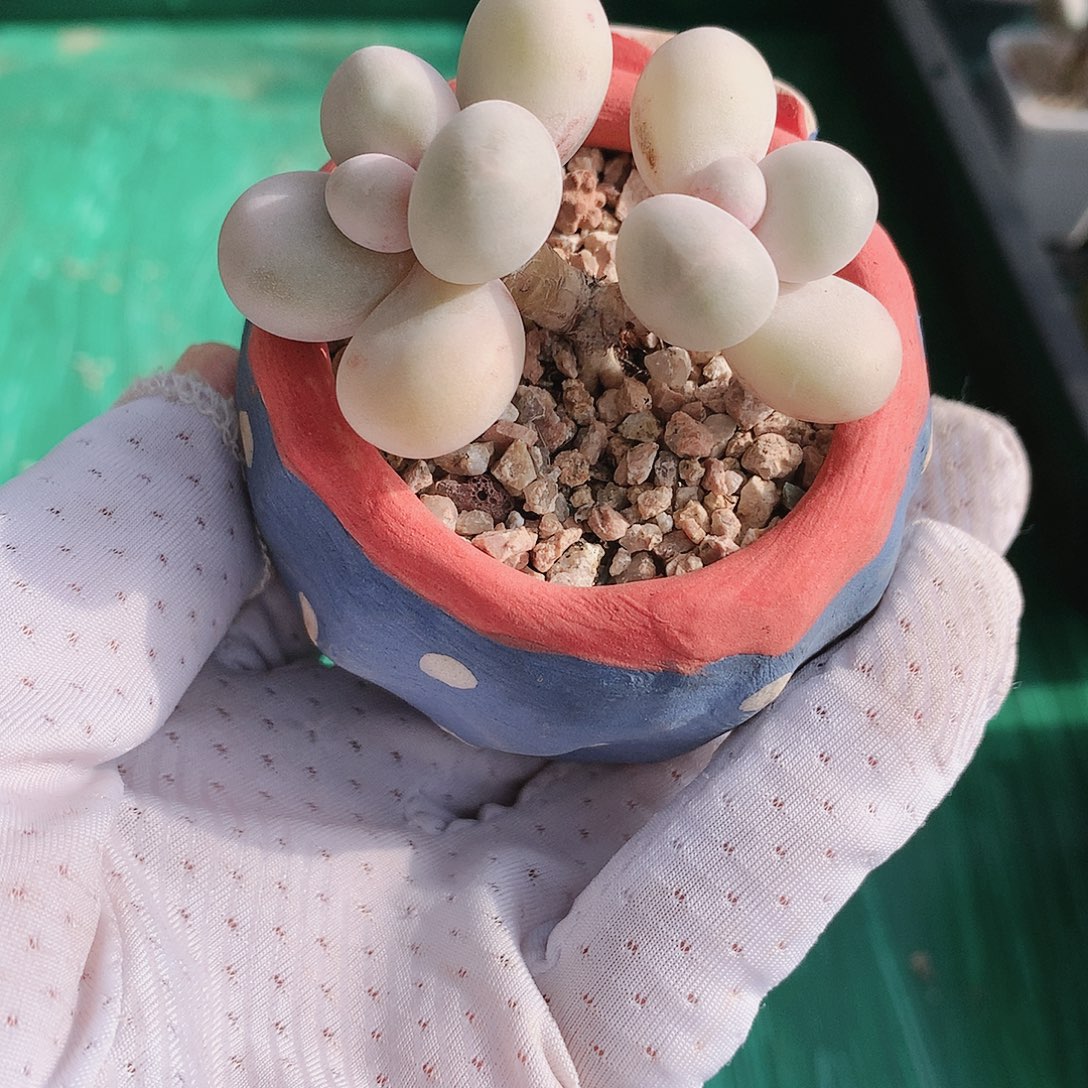 水光针奶酪一物一拍