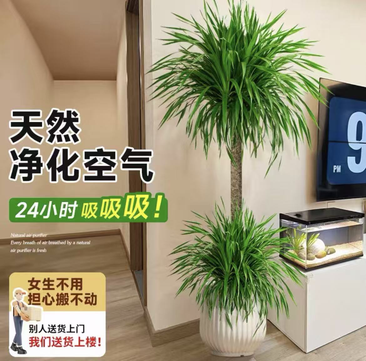 龙血树大型客厅绿植净化空气吸甲醛好养