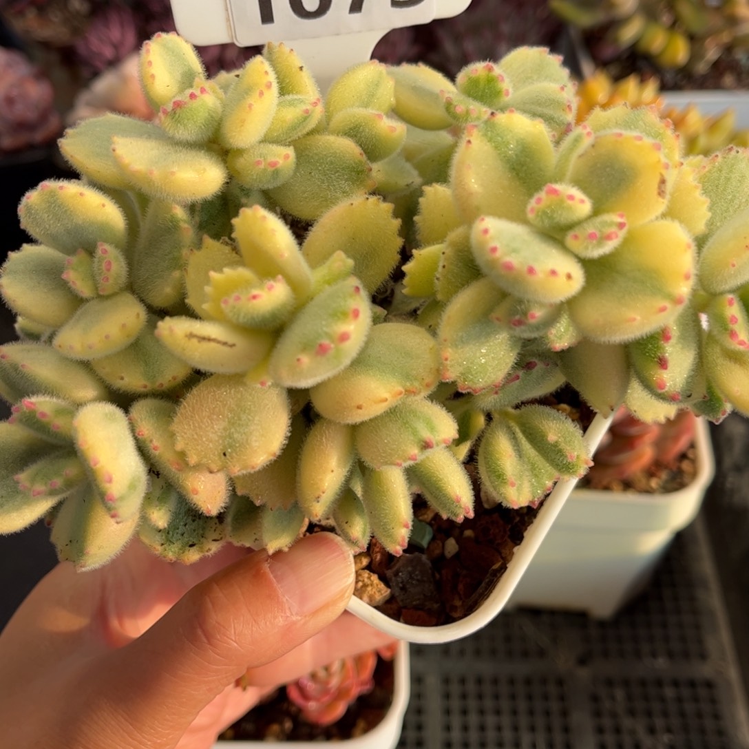 1073 天冷必拍保温箱