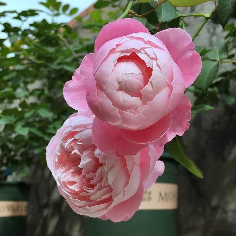 【羽毛】月季花苗盆栽庭院玫瑰大花月季浓香欧月阳台四季开花植物