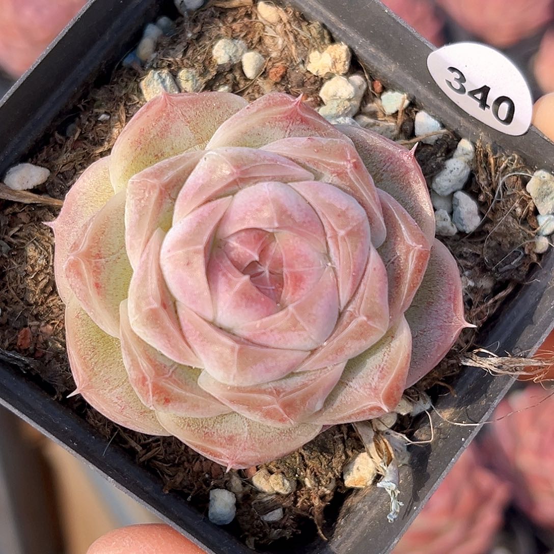 340 干枯玫瑰珍妮 满18包邮