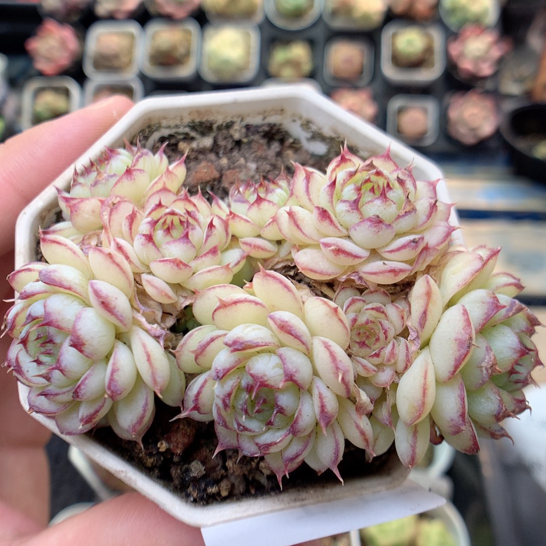 T57虞姬麦杆两群
