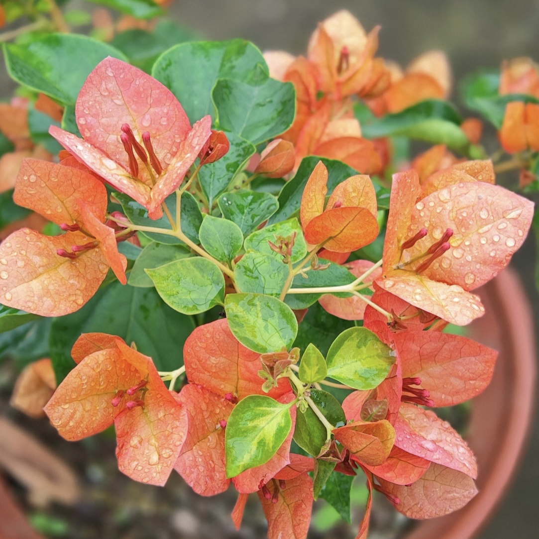 【日落】四季开花勤花（落花落叶不售后一个月内换盆不售后）哇塞2