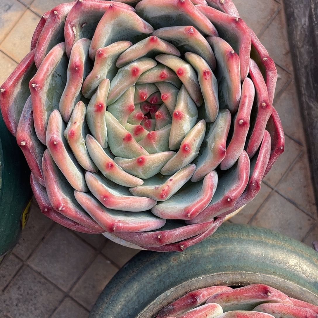 榆***川多肉植物一物一拍